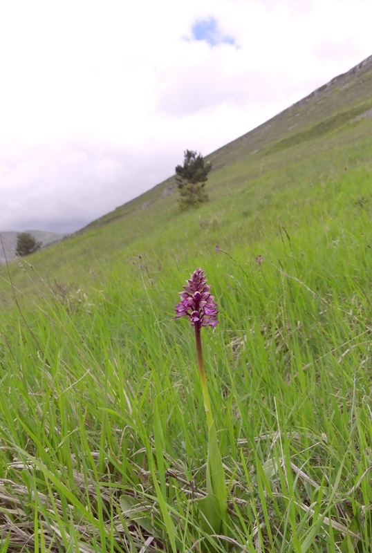 Orchis xhybrida (Orchis militaris x Orchis purpurea) altopiani abruzzesi - giugno 2018